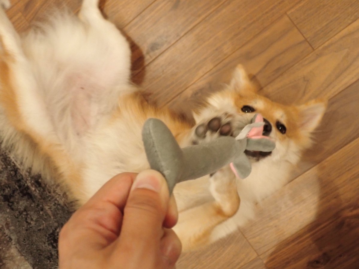 もなかとキャラメル (@monaka_no_onaka) on Twitter photo 