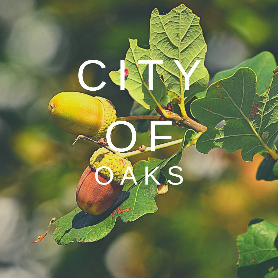Did you know?  #Raleigh was called the #CityofOaks by its founding fathers because of the vast number of oak trees. #visitraleigh  

🌐 Book a #Raleigh Staycation today: bit.ly/HiltonGardenIn…