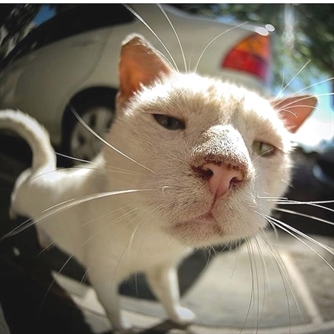 Cats Happiness tweet media