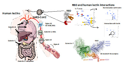 CIC bioGUNE (@cicbiogune) on Twitter photo 👨🔬 The structures of the glycan chains of the receptor binding domain (RBD) of the SARS-CoV-2 spike glycoprotein expressed in human HEK293F cells have been disentangled by NMR.
<a href="/GlycoNmr_Bilbao/">GlycoNMR@Bilbao</a> <a href="/BilbaoChem/">Jimenez-Oses Lab</a> <a href="/brta_eus/">BRTA - Basque Research and Technology Alliance</a> <a href="/SOMM_alliance/">SOMM alliance</a>
🔗 ow.ly/nwER50BttbO
#science #research 👨🔬 The structures of the glycan chains of the receptor binding domain (RBD) of the SARS-CoV-2 spike glycoprotein expressed in human HEK293F cells have been disentangled by NMR.
<a href="/GlycoNmr_Bilbao/">GlycoNMR@Bilbao</a> <a href="/BilbaoChem/">Jimenez-Oses Lab</a> <a href="/brta_eus/">BRTA - Basque Research and Technology Alliance</a> <a href="/SOMM_alliance/">SOMM alliance</a>
🔗 ow.ly/nwER50BttbO
#science #research