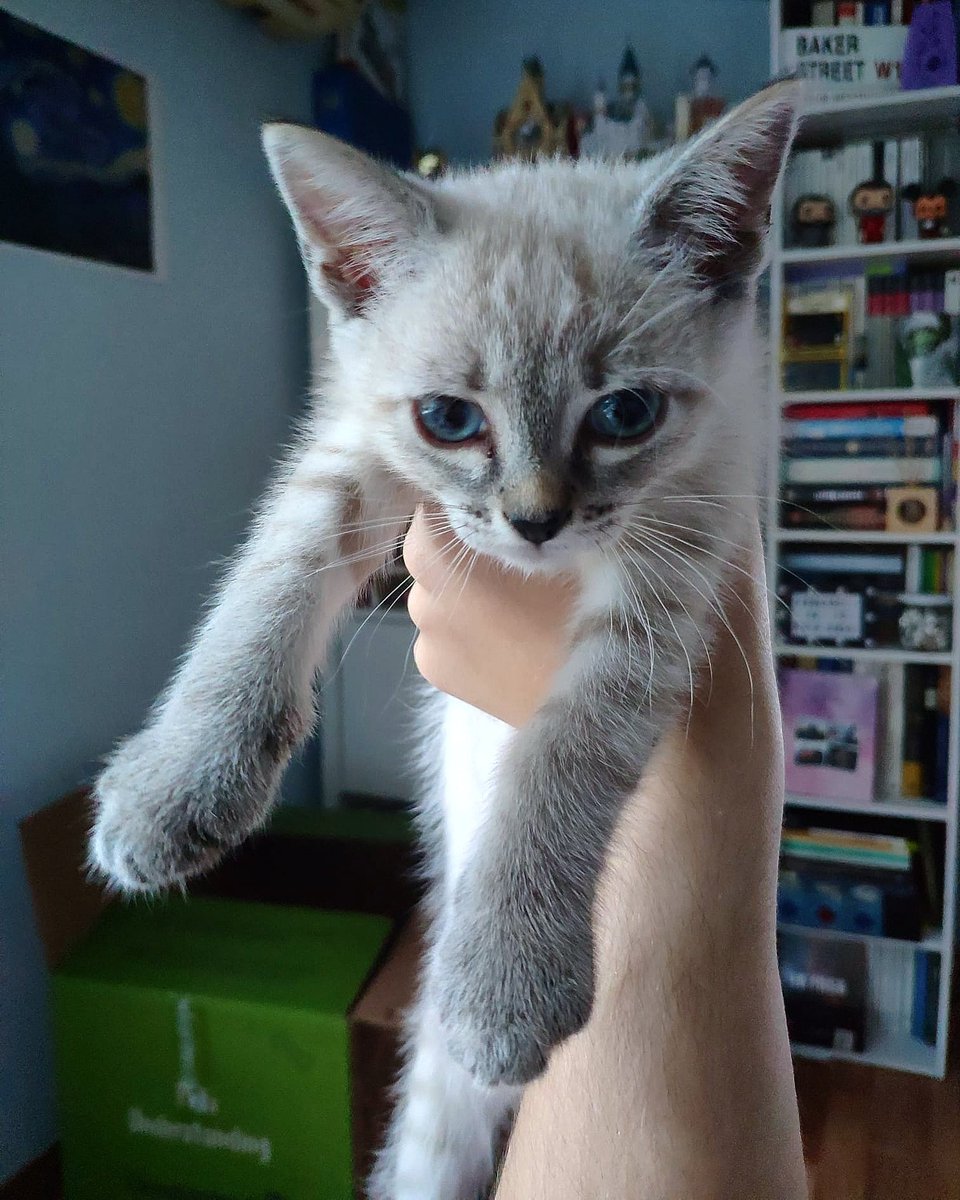 nuriape5's tweet photo. SE HA PERDIDO NUESTRO GATO EN LA ZONA DE PLAZA ELÍPTICA - MARCELO USERA (PARQUE OLOF PALME) POR FAVOR ES UN CACHORRO, SOLO TIENE 5 MESES, RT POR FAVOR https://t.co/pzFRnPfGq4