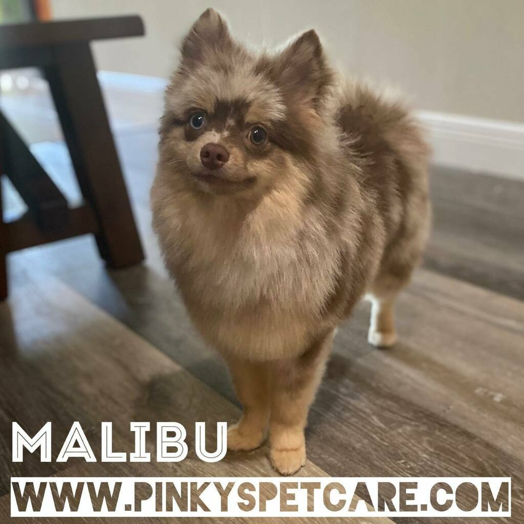 Pinkyspetcare tweet picture