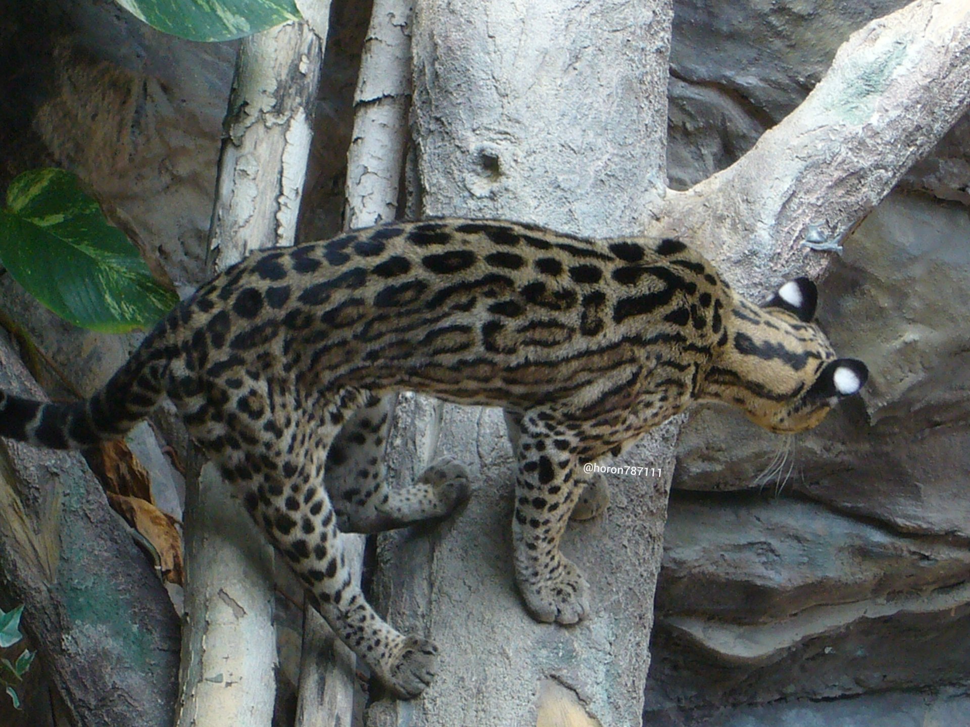 空守ホロン デリカドちゃんお空に行ってもいつまでも大好き オセロット のいち動物公園 T Co Lckl2uimds Twitter