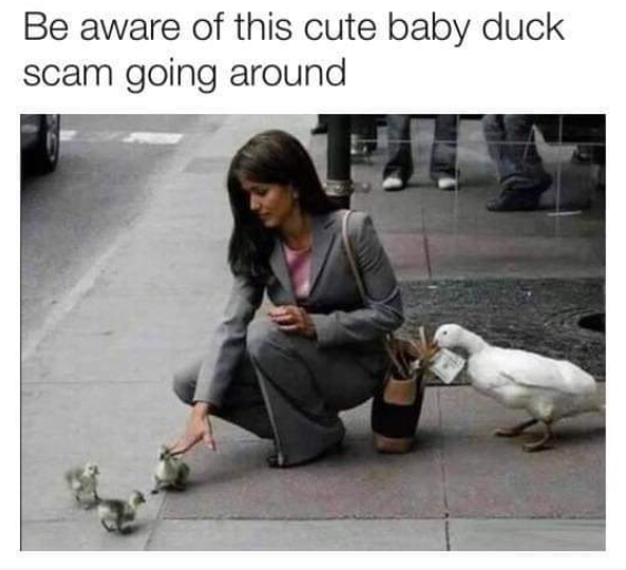 laughterreport's tweet image. Meme of the day.
-
Wake up to laughter @ LaughterReport.com
Daily roundup of the internet's funniest content. In your inbox Mon-Fri by 9am. 
-
#memes #animalmemes #animalphotos #funny #funnyanimalmemes