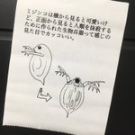これまでのイメージが変わるかも？!ミジンコは正面から見ると･･･!