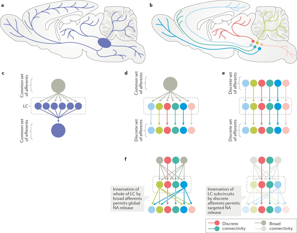 Locus coeruleus: a new look at the blue spot - a new Perspective by Susan Sara and colleagues

go.nature.com/3mwXRLC

#locuscoeruleus