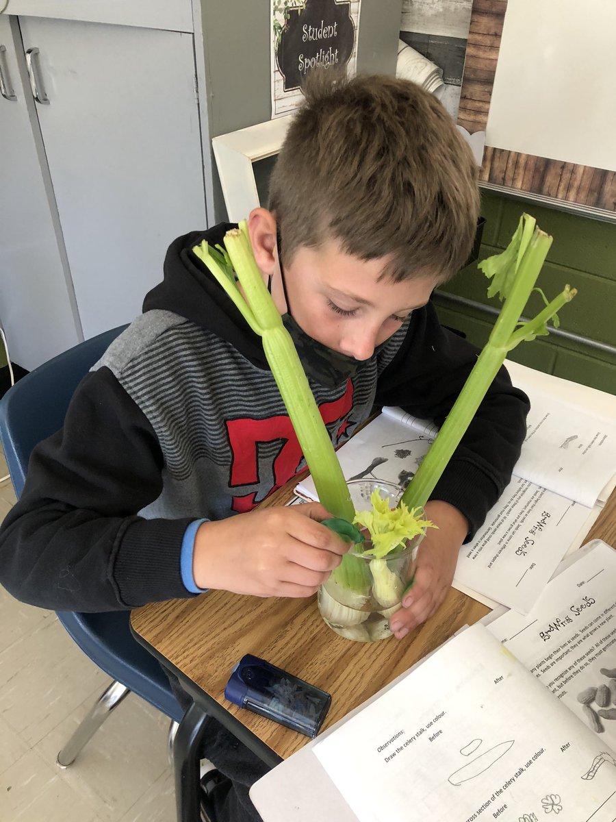 ErinRichardHZSD's tweet photo. Students learning how the different parts of the plant works with the celery science experiment. #stem @horizonsd205 @nokomisschool #science3 #plants #firstexperiment #growchangelearn #mrsrichard234 https://t.co/bOshWfMAIX
