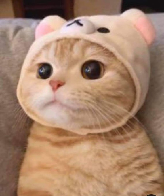 #kittensofinstagram #adoptdontshop #cutecats #lovecats #katze #kittycat #instagood #petstagram #catsagram