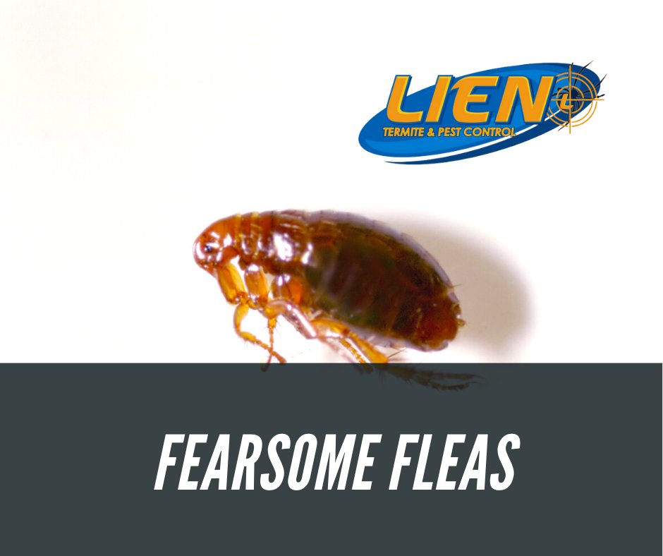 Fleas Hashtag On Twitter