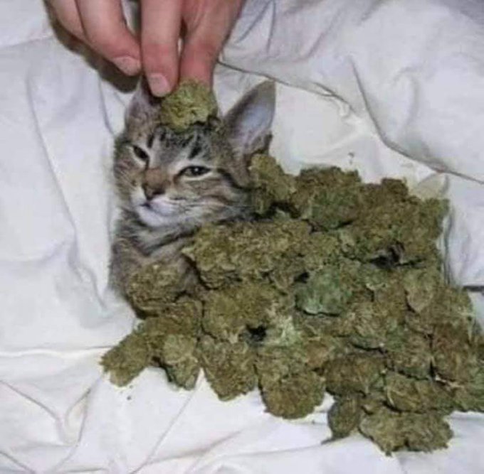 #cat #cats #catsofinstagram #of #catstagram #instagram #catlover #catlovers #instacat #catlife #kitten