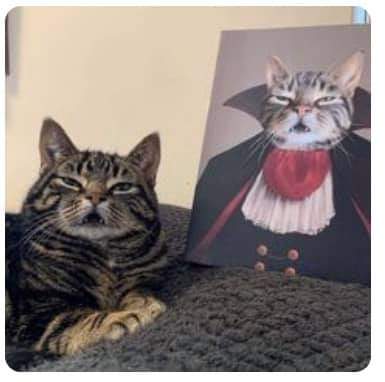 #cat #cats #catsofinstagram #of #catstagram #instagram #catlover #catlovers #instacat #catlife #kitten