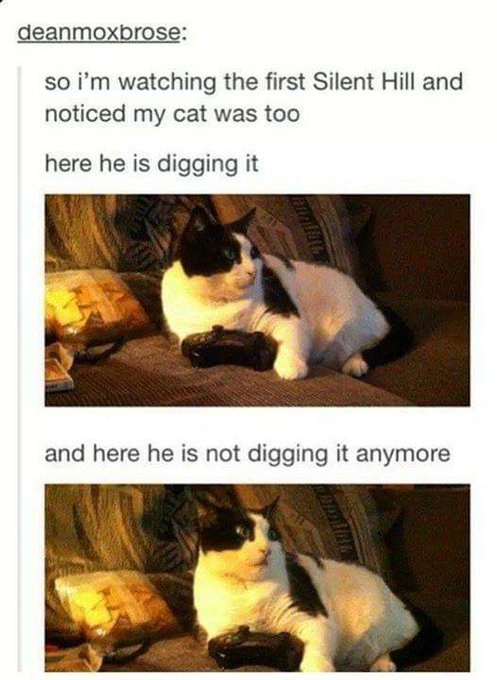 #cat #cats #catsofinstagram #of #catstagram #instagram #catlover #catlovers #instacat #catlife #kitten