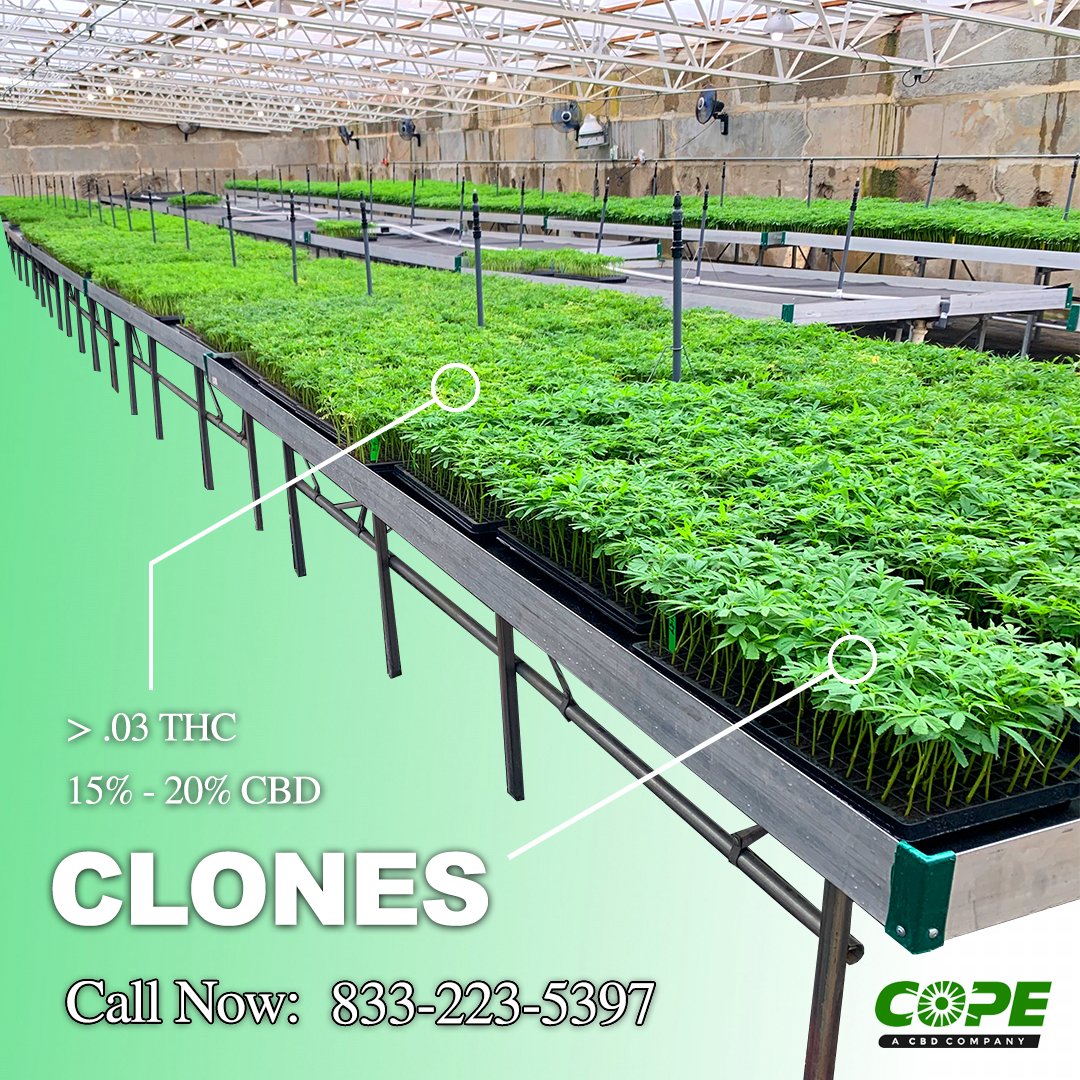 CopeCBD's tweet photo. 🌱 Clones 👽
Our clones are transplanted from our best mother plants, ensuring non-GMO crops with no pesticide exposure. Enjoy the capability of planting later in the season with well-established clones.
.
.
.
.
#cbd #cbdclones #hemp #hempclones #copecbd #cbdproducts #ilovecbd https://t.co/318TsmAWae