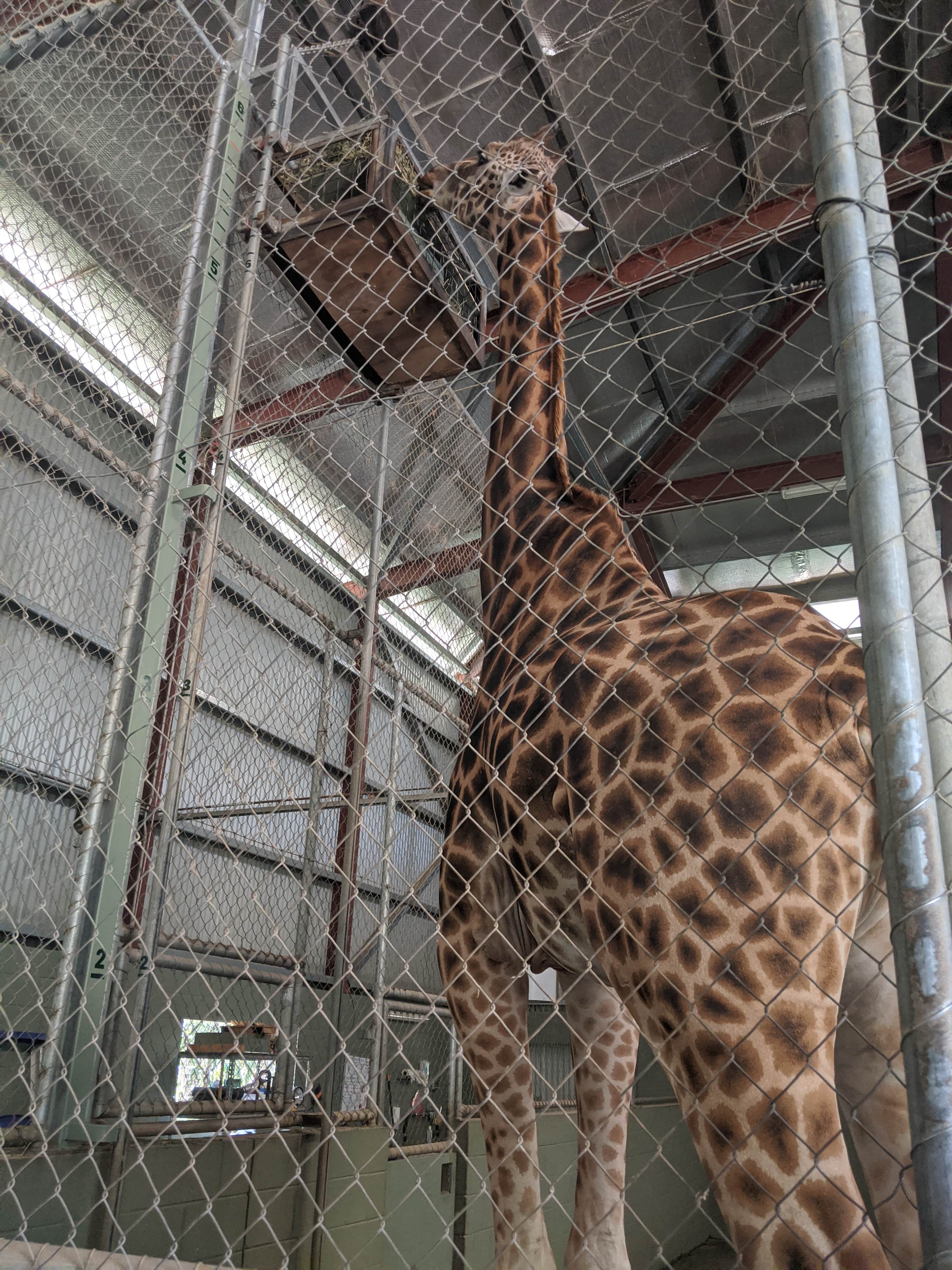 Tallest Giraffe Ever Recorded