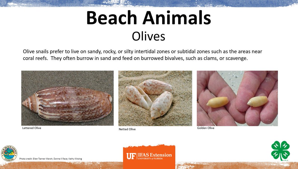 palmbeach4h's tweet photo. https://t.co/G9xbL6X4jG
Have you ever found a shell on the beach & wondered what animal called that shell home? Today we are going to answer that questions while #AtHomeWith4H as we walk along Florida's living beaches. @pbcsd @Florida4H @4H @pbcgov #beachlife #4hgrowshere https://t.co/e5tyz7BX3u