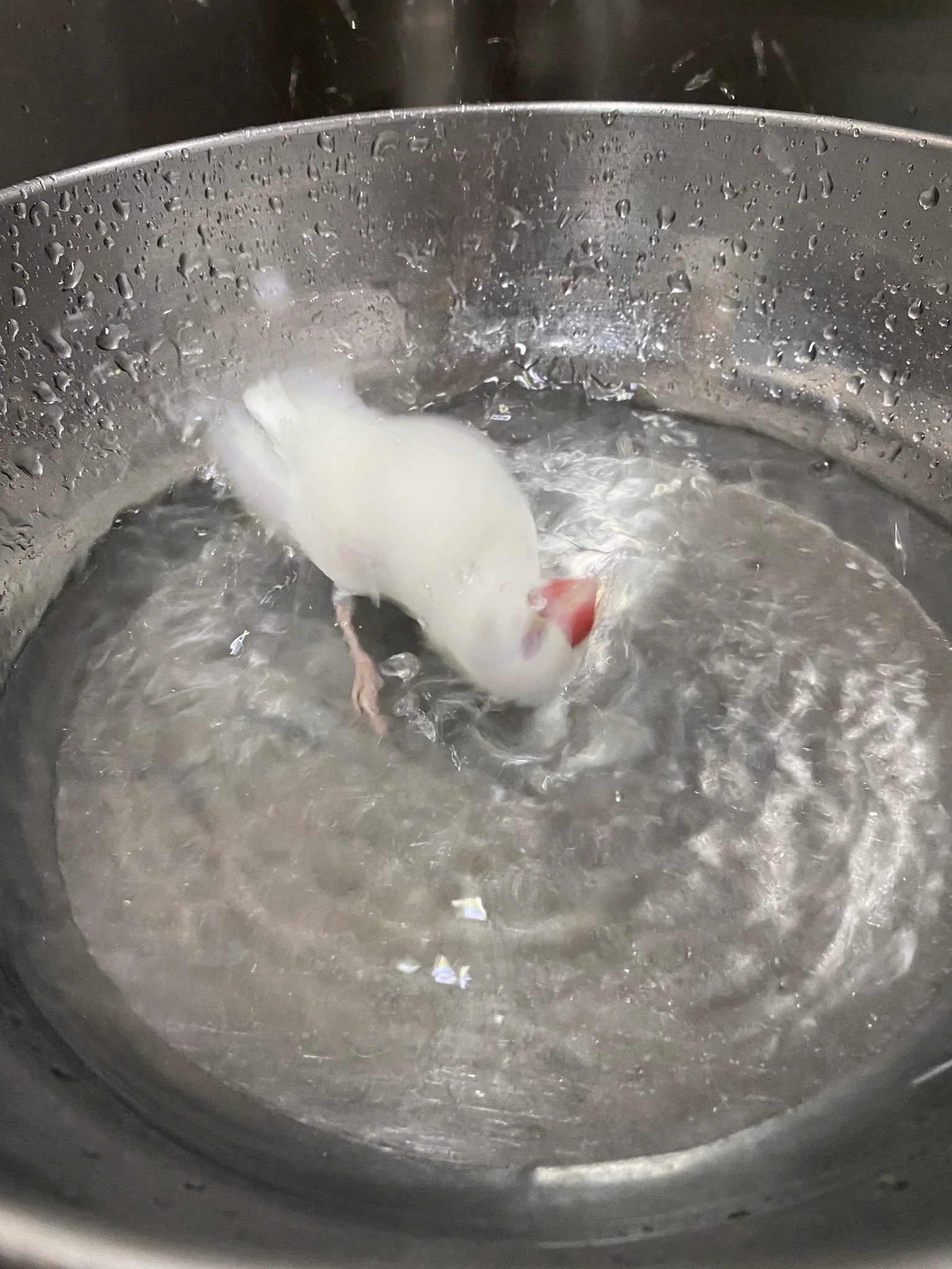 ゆ、茹でられてる？！一瞬目を疑う水浴びが美しい鳥さん！