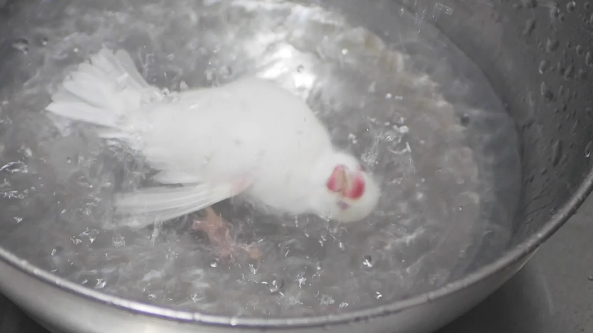 ゆ、茹でられてる？！一瞬目を疑う水浴びが美しい鳥さん！