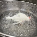 リアルツイッター 美しすぎる鳥 マウンテン ブルーバード が話題に 話題の画像プラス リアルツイッター 美しすぎる鳥 マウンテン ブルーバード が話題に 話題の画像プラス