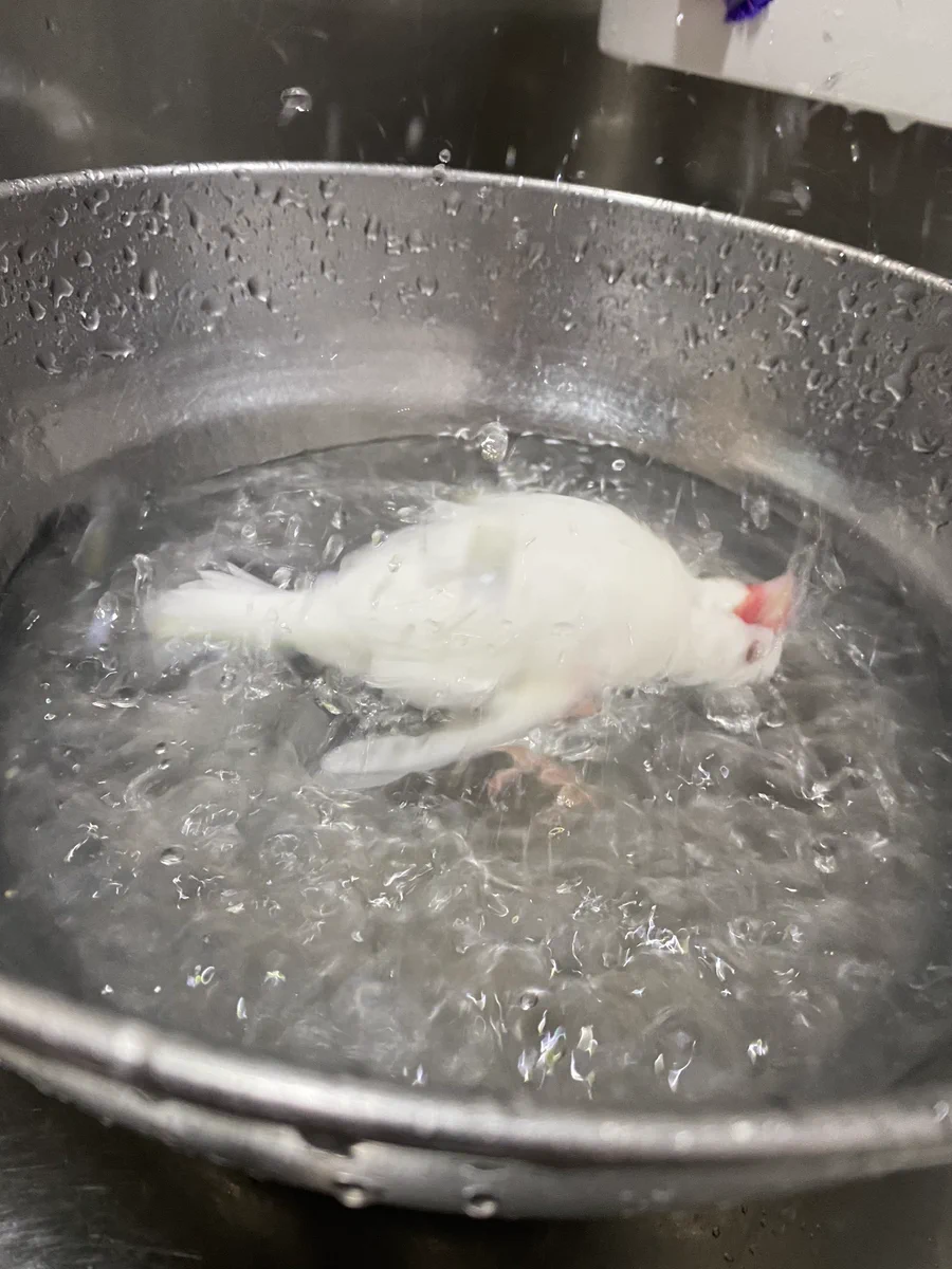 ゆ、茹でられてる？！一瞬目を疑う水浴びが美しい鳥さん！