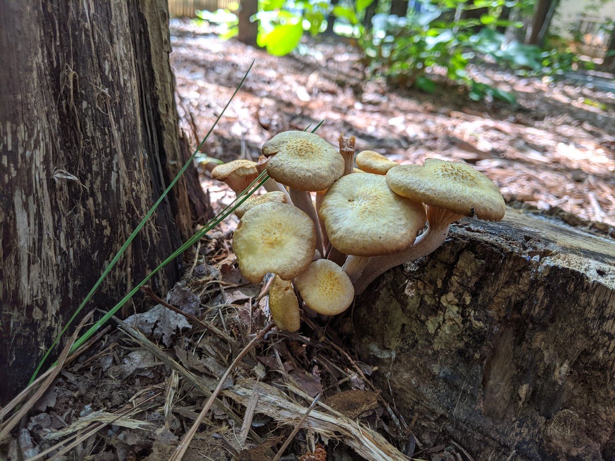 #Armillaria fruiting bodies are out in our area! Fall is when this pathogenic #fungus produces #mushrooms from infected roots or stumps.
