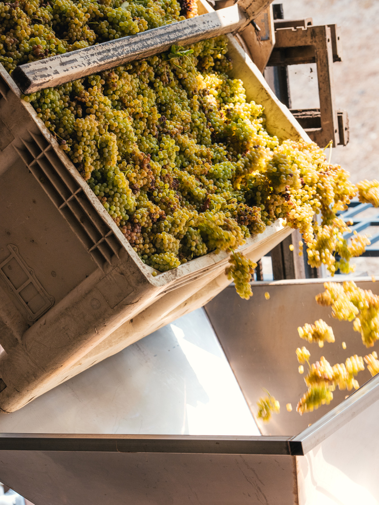 ElevationTen's tweet photo. Look at this year's beautiful Fiano grapes. We are looking forward to tasting this years vintage.⁠
⁠
#EnjoyClarksburg⁠ https://t.co/NxdG1ms8AA