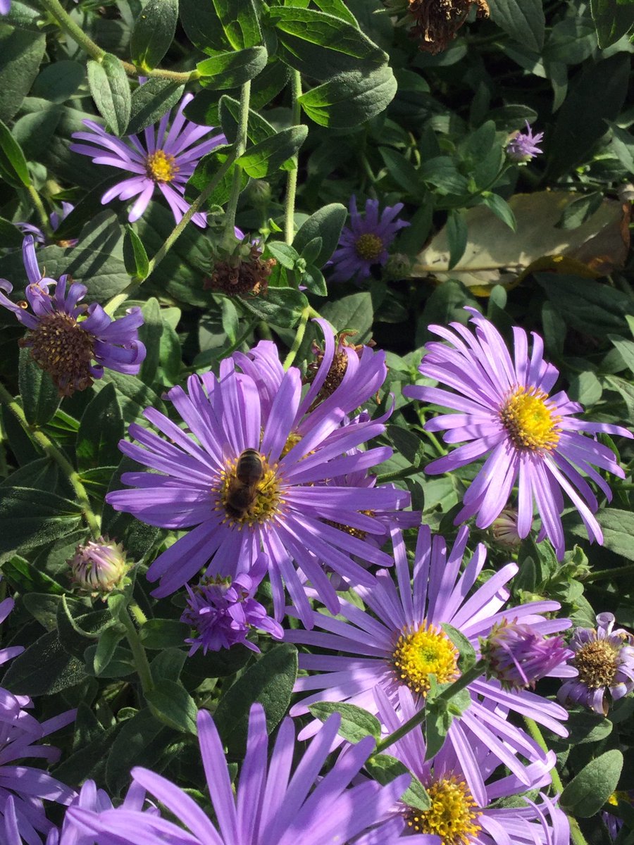 PipersPrep's tweet image. Today in Science, Y6 investigated which type of bees come to Pipers and the habitats they prefer.