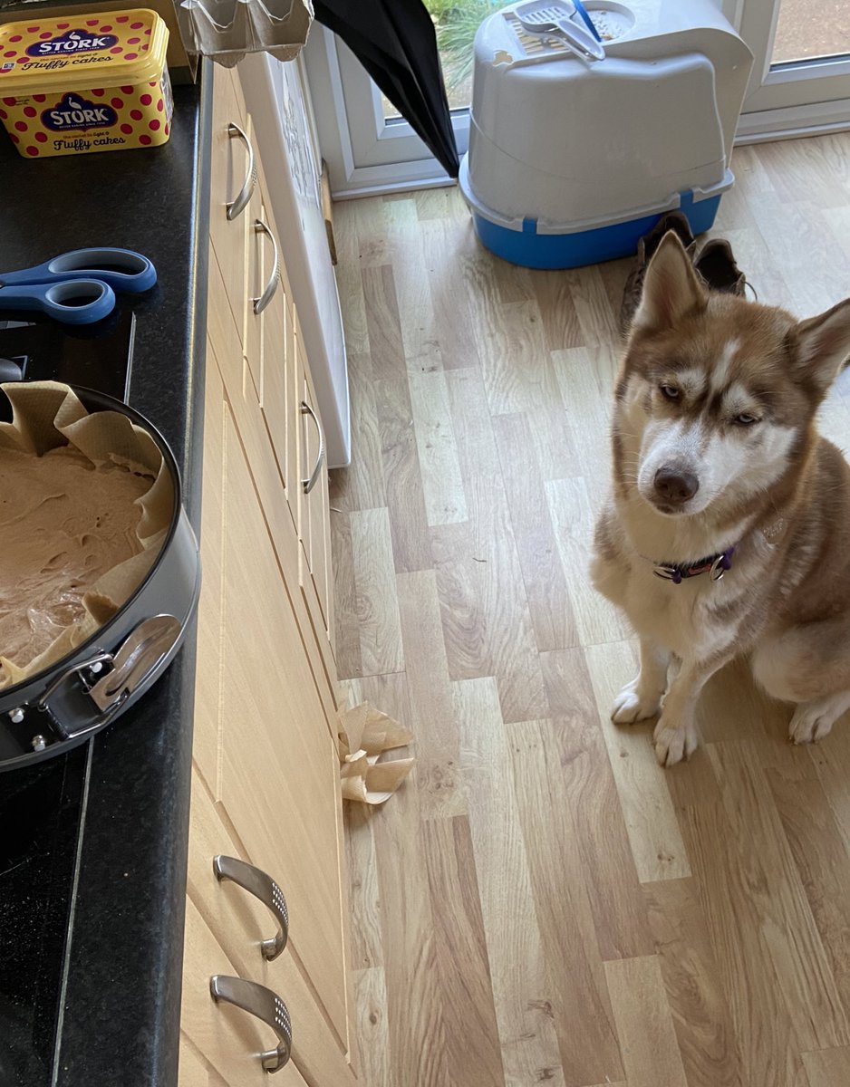 Socialworkappr1's tweet photo. Bit of self care baking this afternoon - the dog would like you all to know that she helped 🤣 #SWselfcare #SWapprenticeship https://t.co/SyHTrHy6h1