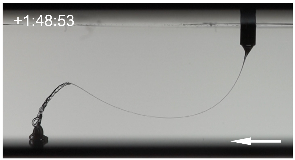 A new review covering MEW-processed polymers. A big thank you to Juliane for co-writing, <a href="/tbiranche/">Biranche Tandon</a> for proof-reading, Andrei Hrynevich and <a href="/thmasrobinson/">Thomas Robinson</a> for the figure donation. Finally, the lab in advance for their direction and upcoming contributions! 
onlinelibrary.wiley.com/doi/epdf/10.10…