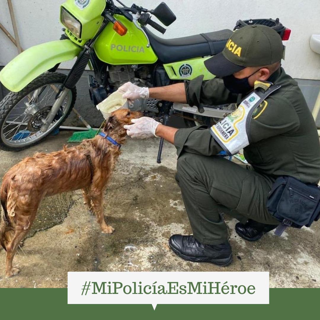 oscardarioperez's tweet photo. Siempre que hemos necesitado de su presencia, están al servicio de la ciudadanía. Nuestra Fuerza Pública ha sido históricamente motivo de orgullo para Colombia. Así debe seguir siendo. #MiPolicíaEsMiHéroe https://t.co/jm3uXk97Yy