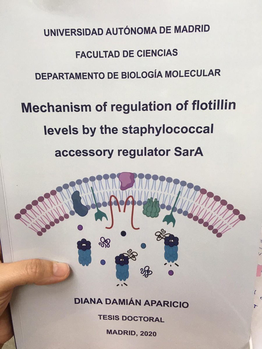 pbernal209's tweet photo. My first time as a thesis examiner has been a great experience despite being remotely connected from @unisevilla instead present at @CNB_CSIC. Huge congratulations to @ddamianapa and her supervisors @lopesrra and @Ana_I_Rico for this fantastic work 🥂 https://t.co/zBmxGiXG4G