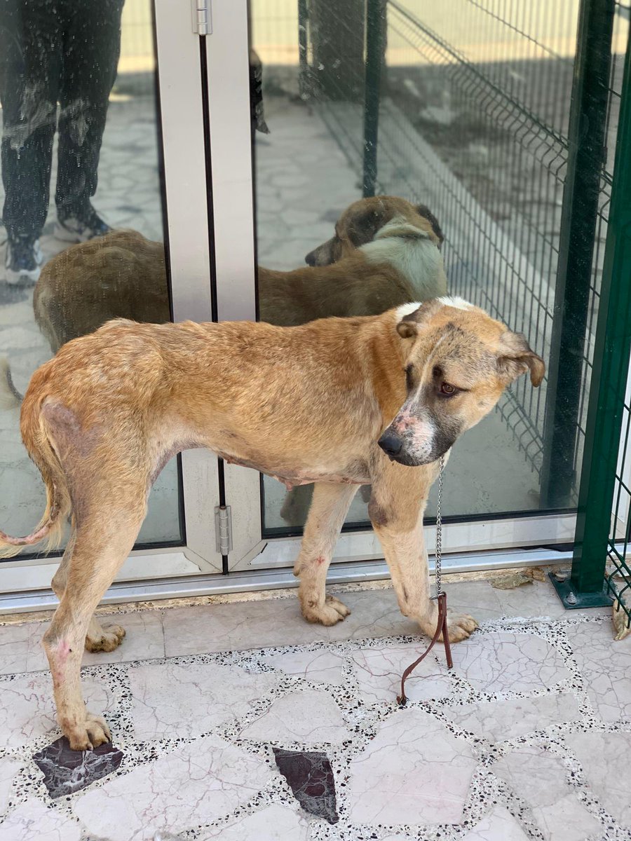 Hatırladınız mı? Bakar mısınız son duruma? 💪

10 gün sonra taburcu olacak. Borcunun 2.500 3.000 civarında olacağını öngörmüştük 3.500 oldu bile. 3.000 ödendi. 500+10 gün daha, sonra tamamız.

Destek olabilir misiniz? Son kez.