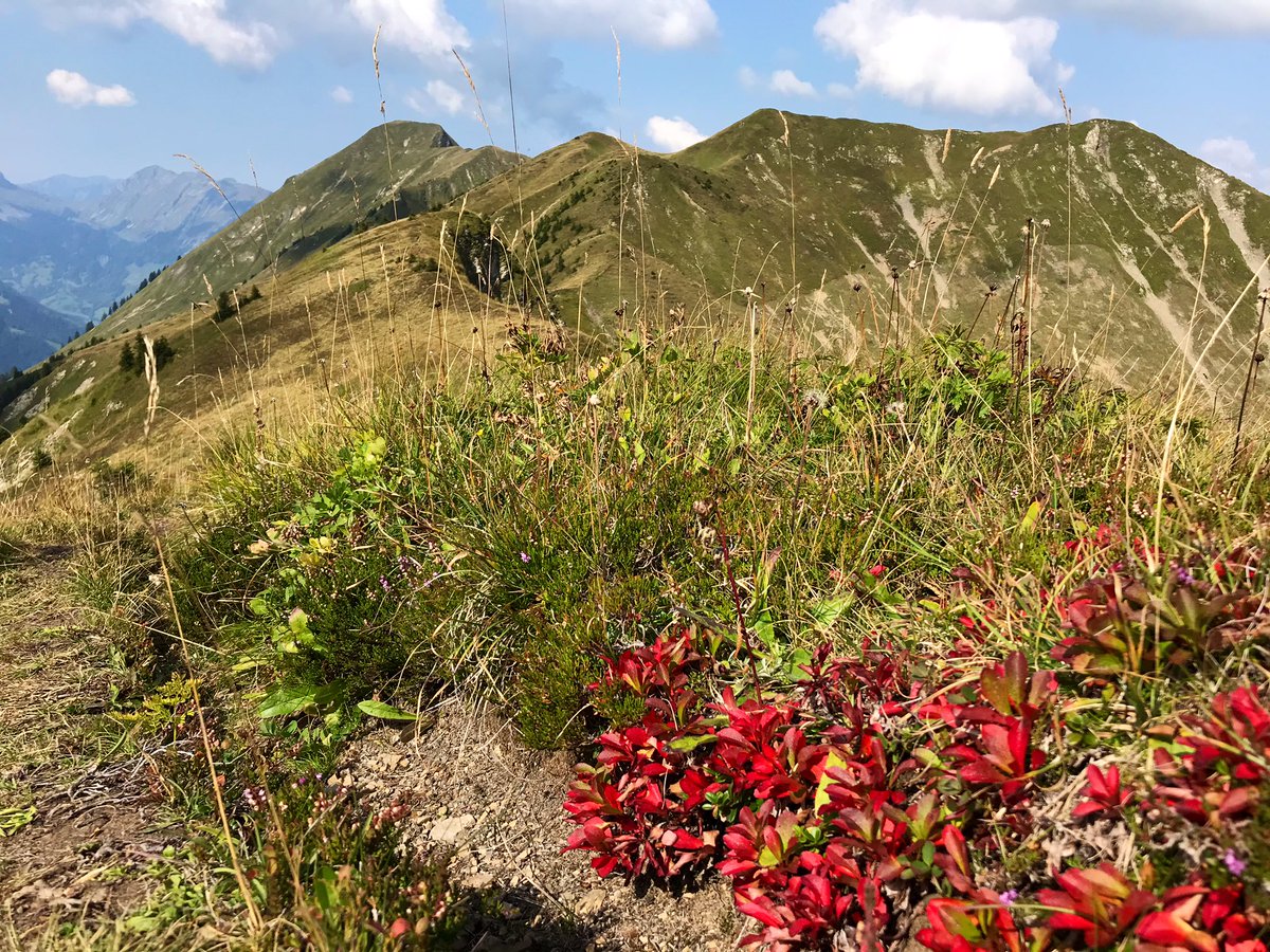 AppOostenrijk's tweet photo. Wat een prachtdag hoog boven het #Kleinwalsertal #Mittelberg #Baad #zonderlift #hoogtemeters 🥾💪😎☀️😍 https://t.co/GSMjohjBT8