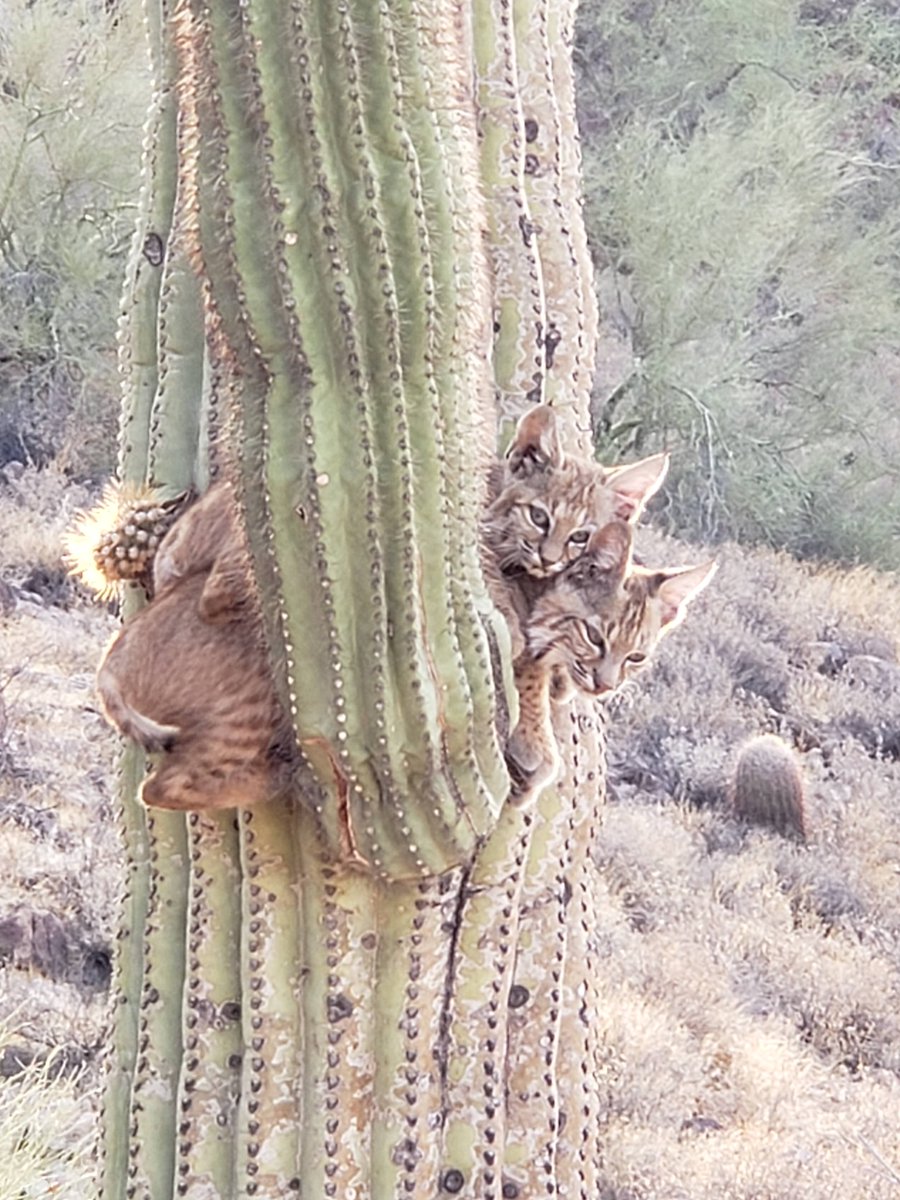 FOX10Phoenix's tweet photo. CAUGHT ON CAMERA! These bobcats were spotted hangin' out by some saguaro at the Goldfield Mountains in Apache Junction. 🐱🌵

PHOTOS: Mindy King https://t.co/9NB6ACEEUD