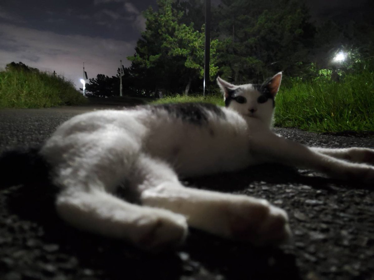 デルピエロ山口 発毛芸人さん Delpiero Yh のカレンダー ブログ形式twitter Meyou ミーユー