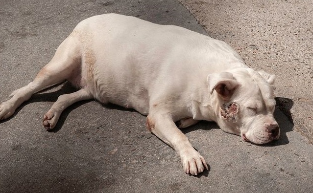 RULA (8 AÑITOS) ORENSE
Es una perra buenísima, tranquila, dulce... pero como es PPP no la adoptan.

Ha engordado muchísimo porque está siempre acostada. Es feliz cuando está fuera del patio... Pero allí dentro se apaga completamente. 

988212939 progapeourense@hotmail.com