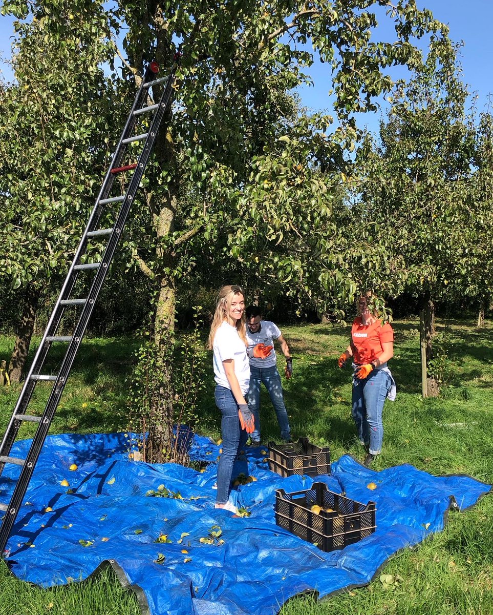 BaardewijkJordi's tweet photo. Mooi dagje om de handen uit de mouwen te steken met @asr en peren te plukken voor @ReinaerdeZorg #asrfoundation #helpendoortedoen https://t.co/YB0ms6BZbZ