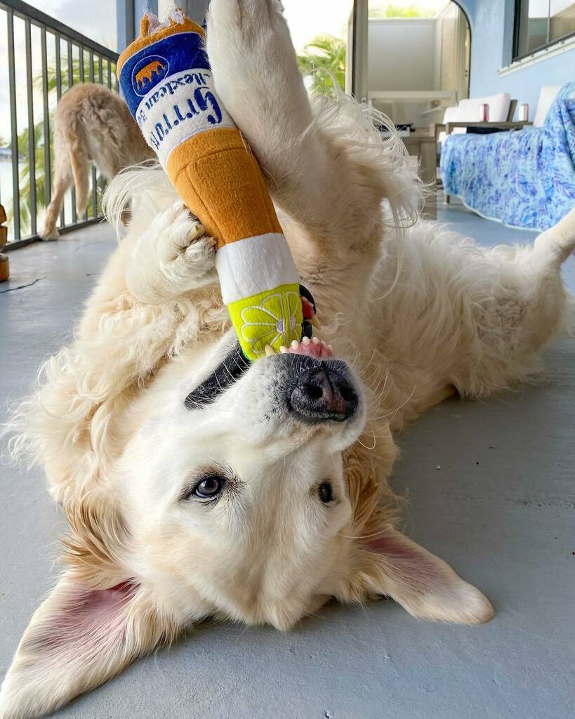 TheGoldenRatio4's tweet photo. It’s 5 o’clock somewhere https://t.co/MBnoUYhY3v