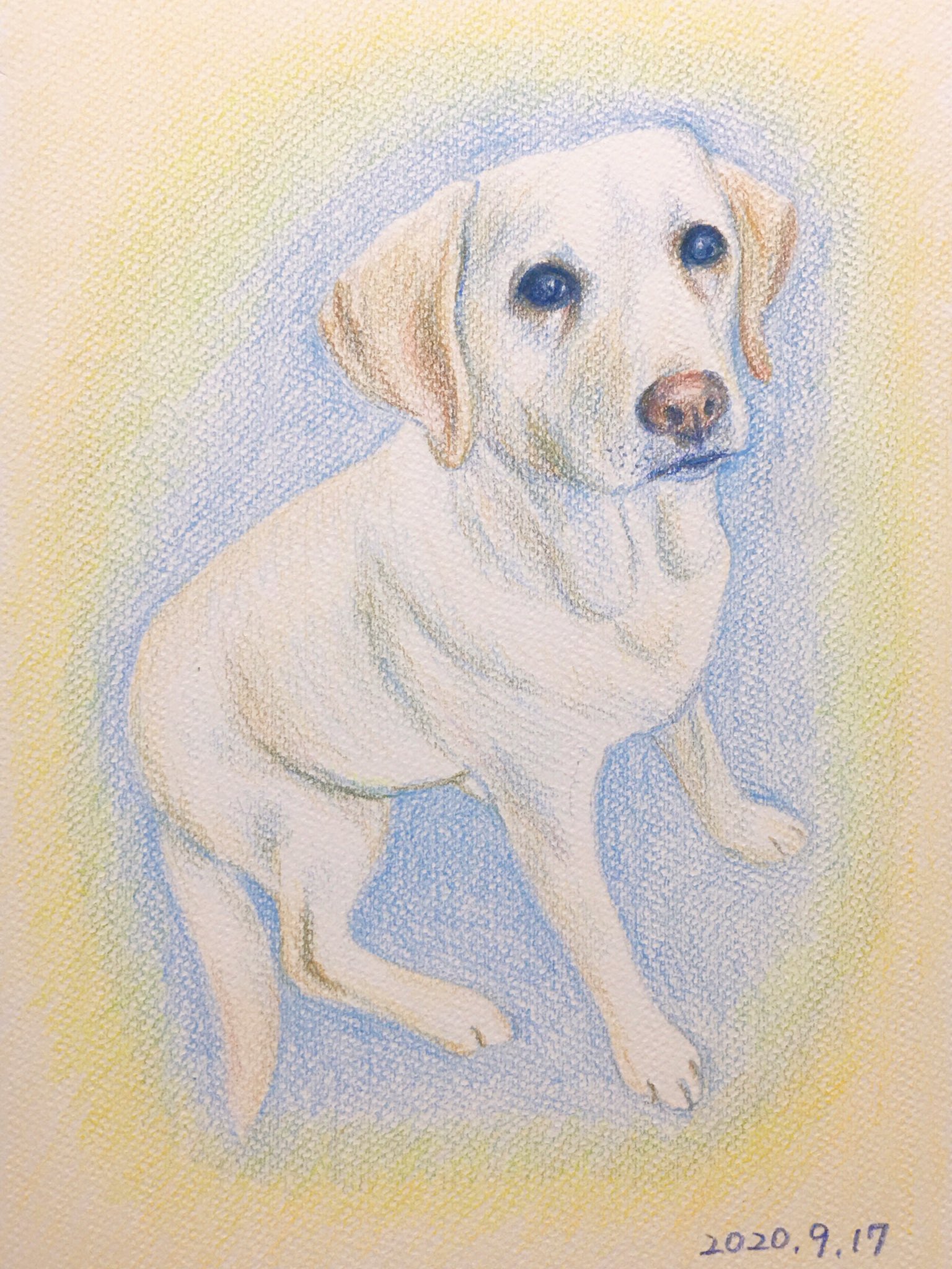 Chippoke ようこ 犬絵 85 ラブラドールレトリバー 色鉛筆画 色鉛筆イラスト イラスト 犬イラスト 犬の絵 犬 ラブラドール Chippoke犬絵 T Co Scjshbfhab Twitter
