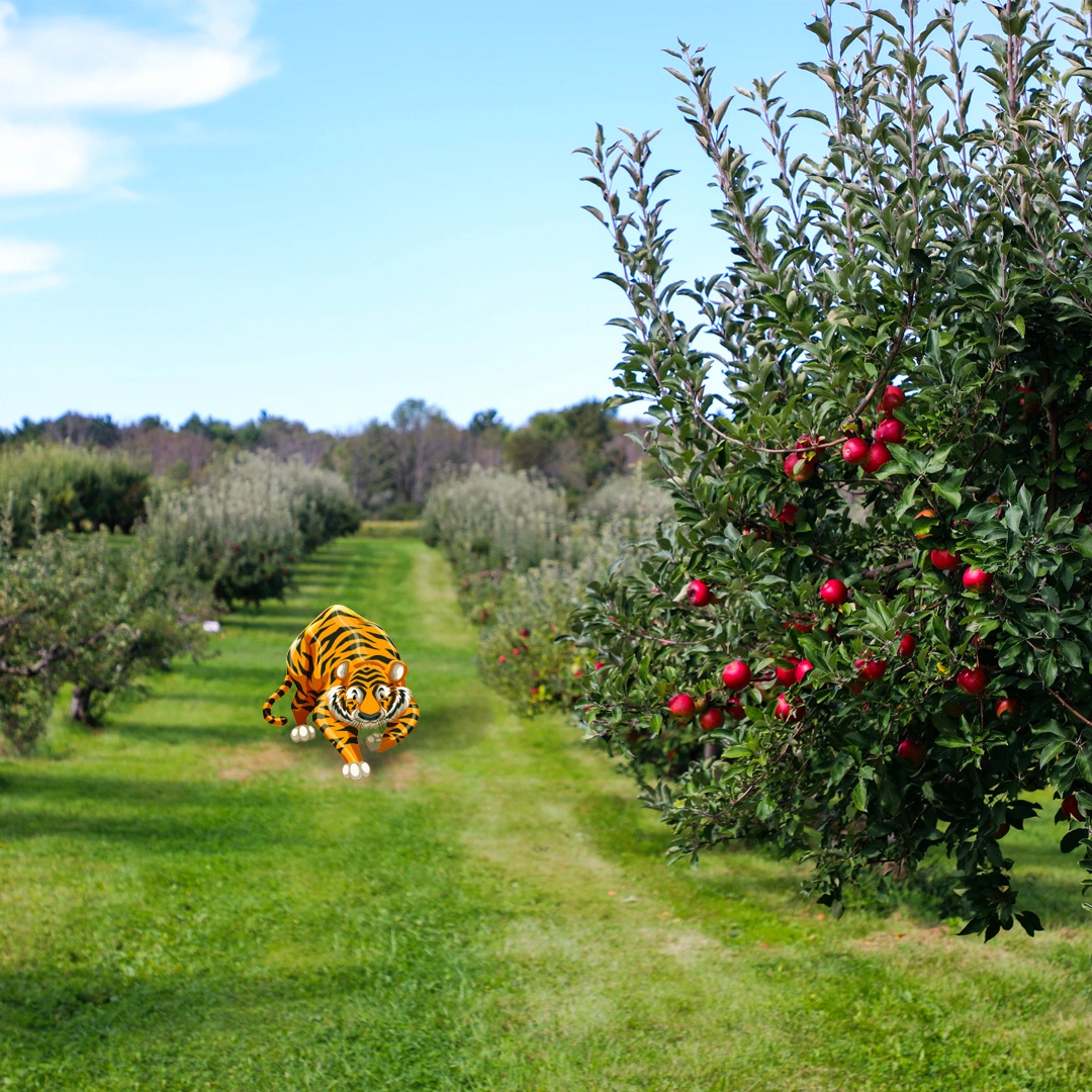 TygerGrp's tweet photo. Tyson picks YOU 🍎

#TygerGroup  #ApplePicking https://t.co/NFgIHVPRqa