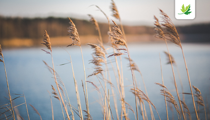 NCC_CNC's tweet photo. Learn about how European common reed is being monitored and controlled at Long Point and Rondeau in ON. ➡️ https://t.co/iE3eiXREZi

 @cdrobich @girls_can #LandLines #InvasiveSpecies https://t.co/B301dZkUMD