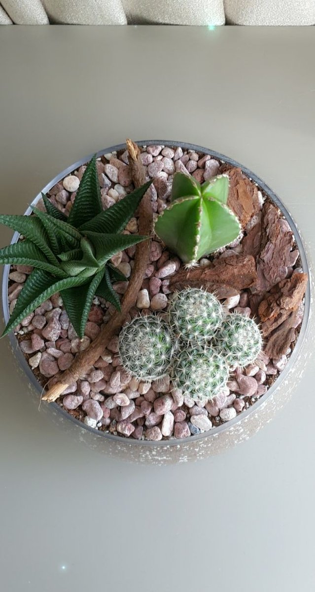 Succulents&plants_junction (plantsjunction) Twitter