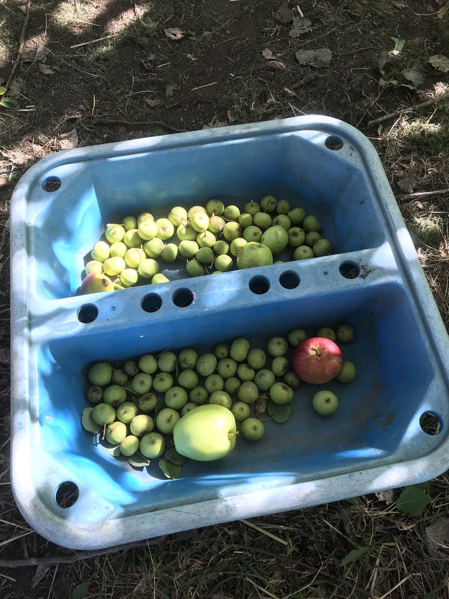 Children love collecting! A few trees on our school field are producing seasonal #looseparts for play! #playmatters #autumn #crabapples #opalschools <a href="/OPAL_CIC/">Outdoor Play and Learning (OPAL) CIC</a>
