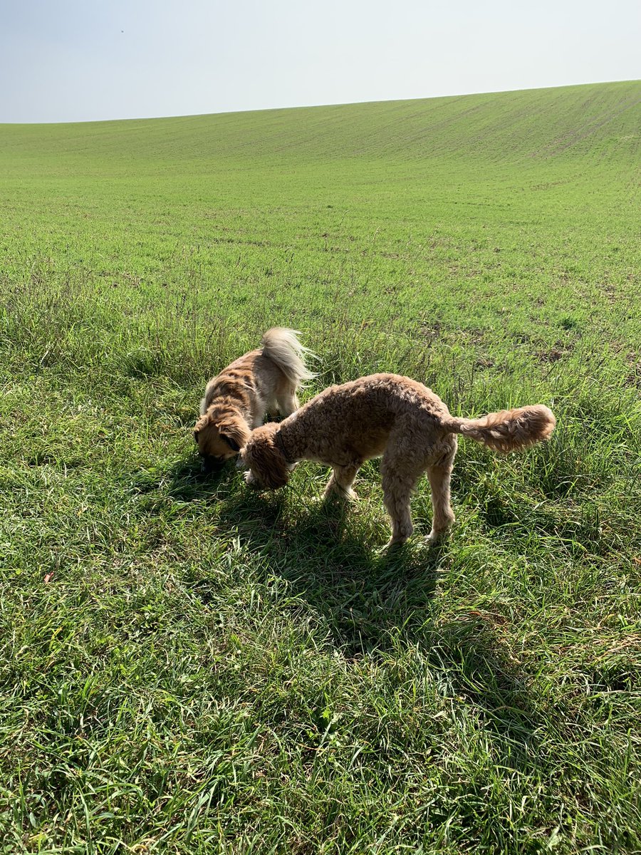 perkinspets's tweet photo. What a beauty of a day ☀️ https://t.co/J5qaOeGz5k