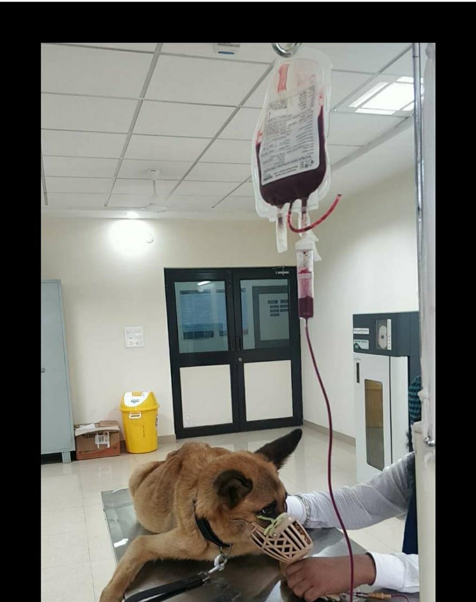 V P Singh Badnore (@vpsbadnore) on Twitter photo I congratulate & commend the faculty of #GuruAngadDevVeterinaryandAnimalSciencesUniversity #Ludhiana for setting up First ever #DogBloodBank in #NorthernIndia where blood, platelets, plasma are offered to ailing or injured dogs <a href="/Manekagandhibjp/">Maneka Sanjay Gandhi</a>
#GADVASU I congratulate & commend the faculty of #GuruAngadDevVeterinaryandAnimalSciencesUniversity #Ludhiana for setting up First ever #DogBloodBank in #NorthernIndia where blood, platelets, plasma are offered to ailing or injured dogs <a href="/Manekagandhibjp/">Maneka Sanjay Gandhi</a>
#GADVASU
