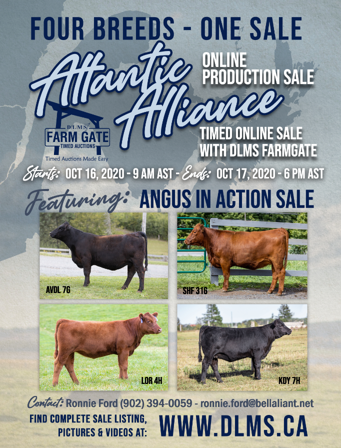 cdnangus's tweet photo. The Atlantic Alliance Online Production Sale is being held October 16 &amp; 17, 2020! Be sure to check out the complete sale listing, pictures &amp; videos at https://t.co/D99xqXBqej #cdnangus https://t.co/wphJDWk0VB