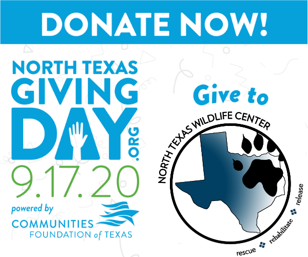 We are celebrating because North Texas Giving Day is FINALLY here!!! Follow the link to help us help them!
northtexasgivingday.org/ntxwildlife

#ntxgivingday #ntxwildlife

CURRENT DONATIONS: $919

DONATION GOAL: $2000