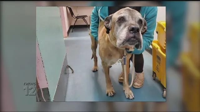 nwinograd's tweet photo. Among other problems, a New York City pound audit found expired food, expired medication, failure to vaccinate, “as well as a high rate of respiratory infections.” But conditions at the pound are so much worse than the audit report suggests: https://t.co/w5Ww6M2FBX https://t.co/lU6NY7Ut79