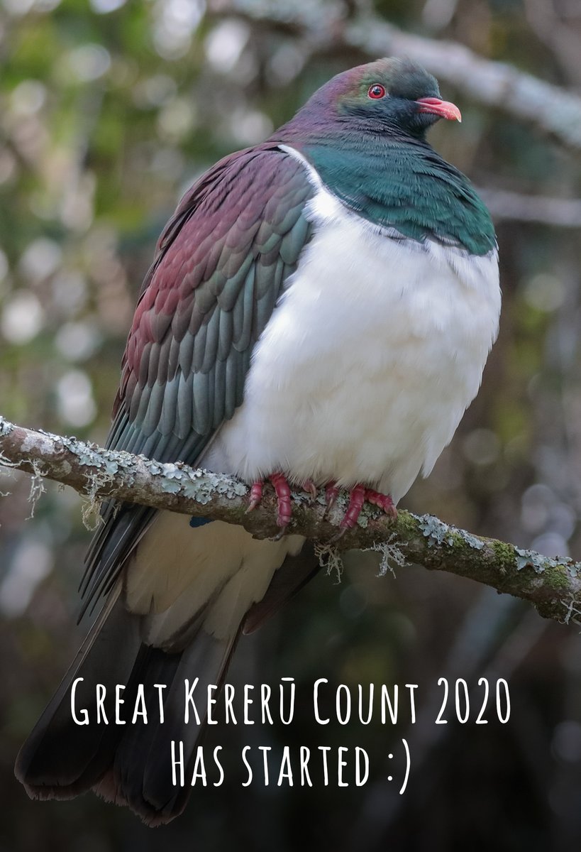 Welcome to the Great Kererū Count 2020 Happy counting everyone! 💜 greatkererucount.nz #gkc2020 #kererū #greatkererucount