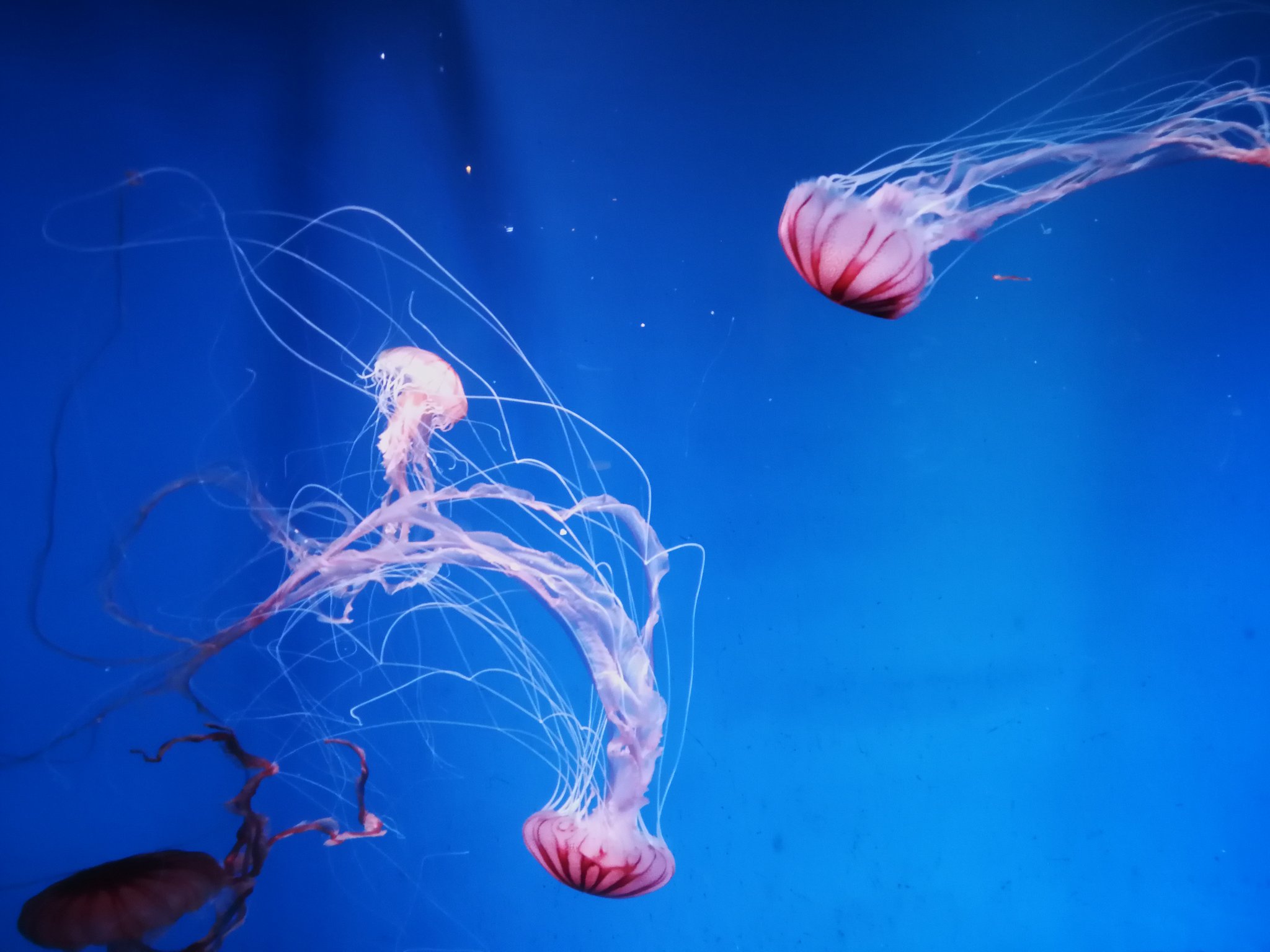 にゅろんぬ ありがとう Hasukoko 幻想的ですよね 最近 すみだ水族館も大型クラゲ水槽が新設されましたが 俺は京都水族館の方が好きです T Co Zhfenumprq Twitter にゅろんぬ ありがとう Hasukoko 幻想的ですよね 最近 すみだ水族館も大型クラゲ水槽が新設されましたが 俺は京都水族館の方が好きです T Co Zhfenumprq Twitter