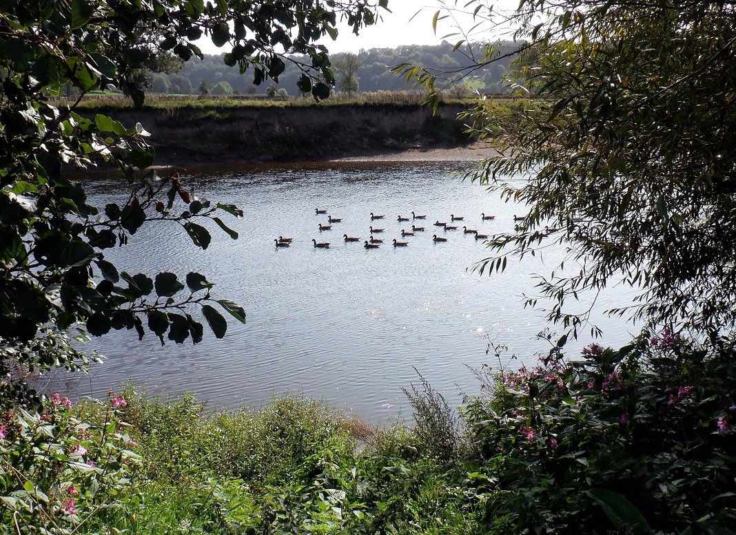 Duncan_Smart1's tweet photo. Thursday 17th September 7.4 mile circuit from Holme Lacy with @lrcwalks along #RiverWye, Shepherd's Rough, Lower Bolstone Wood and the Green Drive YTD 857.3 miles of #walk1000miles A beautiful day for a walk! https://t.co/S3twWvWQaN
